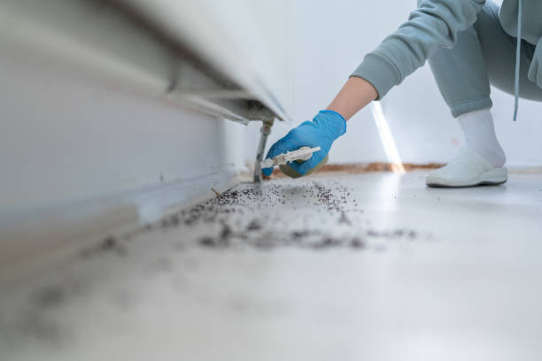 Best Local Pest Control Services  in Port Ewen, NY